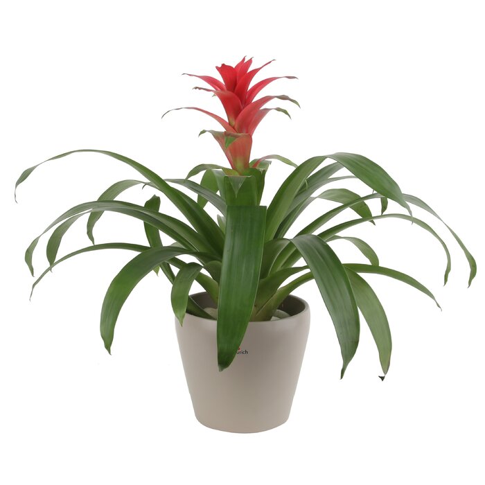 Costa Farms Live Bromeliad Plant In Planter And Reviews Wayfair 5071